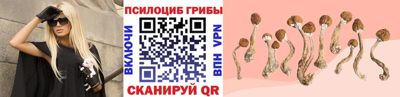Псилоцибиновые грибы Psilocybine cubensis Колпашево